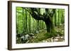 European Beech (Fagus Sylvatica) Tree Near the River Lepenjica, Lepena Valley, Triglav Np, Slovenia-Zupanc-Framed Photographic Print