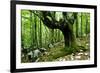 European Beech (Fagus Sylvatica) Tree Near the River Lepenjica, Lepena Valley, Triglav Np, Slovenia-Zupanc-Framed Photographic Print