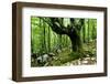 European Beech (Fagus Sylvatica) Tree Near the River Lepenjica, Lepena Valley, Triglav Np, Slovenia-Zupanc-Framed Photographic Print