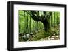 European Beech (Fagus Sylvatica) Tree Near the River Lepenjica, Lepena Valley, Triglav Np, Slovenia-Zupanc-Framed Photographic Print