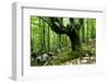 European Beech (Fagus Sylvatica) Tree Near the River Lepenjica, Lepena Valley, Triglav Np, Slovenia-Zupanc-Framed Photographic Print