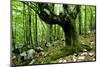 European Beech (Fagus Sylvatica) Tree Near the River Lepenjica, Lepena Valley, Triglav Np, Slovenia-Zupanc-Mounted Photographic Print