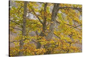 European Beech (Fagus Sylvatica) Trees in Autumn, Pollino National Park, Basilicata, Italy-Müller-Stretched Canvas