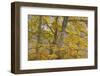 European Beech (Fagus Sylvatica) Trees in Autumn, Pollino National Park, Basilicata, Italy-Müller-Framed Photographic Print