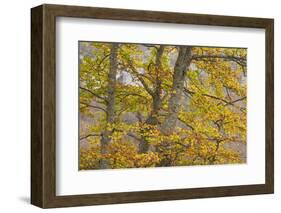 European Beech (Fagus Sylvatica) Trees in Autumn, Pollino National Park, Basilicata, Italy-Müller-Framed Photographic Print
