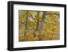 European Beech (Fagus Sylvatica) Trees in Autumn, Pollino National Park, Basilicata, Italy-Müller-Framed Photographic Print