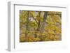 European Beech (Fagus Sylvatica) Trees in Autumn, Pollino National Park, Basilicata, Italy-Müller-Framed Photographic Print