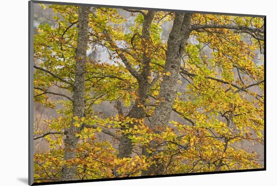 European Beech (Fagus Sylvatica) Trees in Autumn, Pollino National Park, Basilicata, Italy-Müller-Mounted Photographic Print