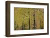 European Beech (Fagus Sylvatica) Trees, Klampenborg Dyrehaven, Denmark, October 2008-Möllers-Framed Photographic Print