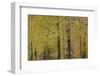 European Beech (Fagus Sylvatica) Trees, Klampenborg Dyrehaven, Denmark, October 2008-Möllers-Framed Photographic Print