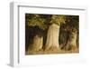 European Beech (Fagus Sylvatica) Trunks, Klampenborg Dyrehaven, Denmark, October 2008-Möllers-Framed Photographic Print