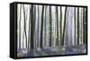 European Beech Forest (Fagus Sylvatica) and Bluebells (Hyacinthoides Non-Scripta) in the Backlight-P. Kaczynski-Framed Stretched Canvas