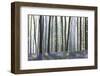 European Beech Forest (Fagus Sylvatica) and Bluebells (Hyacinthoides Non-Scripta) in the Backlight-P. Kaczynski-Framed Photographic Print