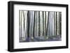 European Beech Forest (Fagus Sylvatica) and Bluebells (Hyacinthoides Non-Scripta) in the Backlight-P. Kaczynski-Framed Photographic Print