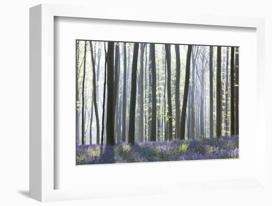 European Beech Forest (Fagus Sylvatica) and Bluebells (Hyacinthoides Non-Scripta) in the Backlight-P. Kaczynski-Framed Photographic Print