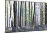 European Beech Forest (Fagus Sylvatica) and Bluebells (Hyacinthoides Non-Scripta) in the Backlight-P. Kaczynski-Mounted Photographic Print