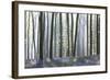 European Beech Forest (Fagus Sylvatica) and Bluebells (Hyacinthoides Non-Scripta) in the Backlight-P. Kaczynski-Framed Photographic Print