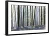 European Beech Forest (Fagus Sylvatica) and Bluebells (Hyacinthoides Non-Scripta) in the Backlight-P. Kaczynski-Framed Photographic Print