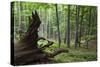 European Beech Forest (Fagus Sylvatica) with Large Fallen Tree, Slanske Vrchy Mountains, Slovakia-Wothe-Stretched Canvas