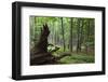 European Beech Forest (Fagus Sylvatica) with Large Fallen Tree, Slanske Vrchy Mountains, Slovakia-Wothe-Framed Photographic Print