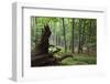 European Beech Forest (Fagus Sylvatica) with Large Fallen Tree, Slanske Vrchy Mountains, Slovakia-Wothe-Framed Photographic Print