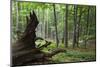 European Beech Forest (Fagus Sylvatica) with Large Fallen Tree, Slanske Vrchy Mountains, Slovakia-Wothe-Mounted Photographic Print