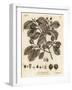 European Beech or Common Beech, Fagus Sylvatica., 1776 (Engraving)-Johann Sebastien Muller-Framed Giclee Print