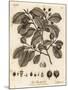 European Beech or Common Beech, Fagus Sylvatica., 1776 (Engraving)-Johann Sebastien Muller-Mounted Giclee Print