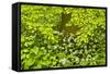 European Beech Tree (Fagus Sylvatica) and Undergrowth Including Wild Garlic, Hallerbos, Belgium-Biancarelli-Framed Stretched Canvas