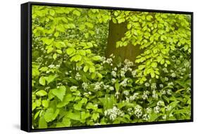 European Beech Tree (Fagus Sylvatica) and Undergrowth Including Wild Garlic, Hallerbos, Belgium-Biancarelli-Framed Stretched Canvas
