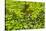 European Beech Tree (Fagus Sylvatica) and Undergrowth Including Wild Garlic, Hallerbos, Belgium-Biancarelli-Stretched Canvas