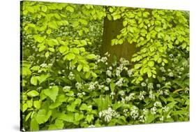 European Beech Tree (Fagus Sylvatica) and Undergrowth Including Wild Garlic, Hallerbos, Belgium-Biancarelli-Stretched Canvas