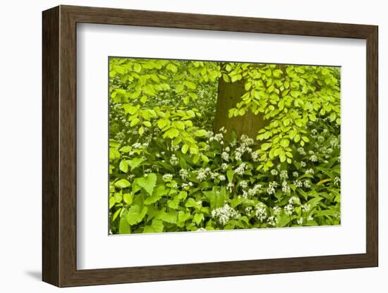 European Beech Tree (Fagus Sylvatica) and Undergrowth Including Wild Garlic, Hallerbos, Belgium-Biancarelli-Framed Photographic Print