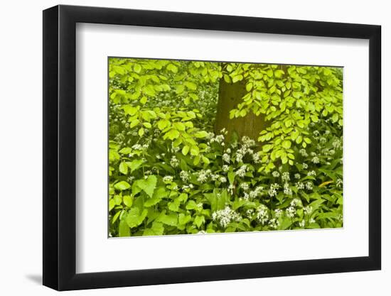 European Beech Tree (Fagus Sylvatica) and Undergrowth Including Wild Garlic, Hallerbos, Belgium-Biancarelli-Framed Photographic Print