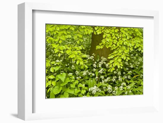 European Beech Tree (Fagus Sylvatica) and Undergrowth Including Wild Garlic, Hallerbos, Belgium-Biancarelli-Framed Photographic Print