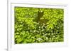 European Beech Tree (Fagus Sylvatica) and Undergrowth Including Wild Garlic, Hallerbos, Belgium-Biancarelli-Framed Photographic Print