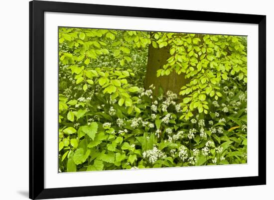 European Beech Tree (Fagus Sylvatica) and Undergrowth Including Wild Garlic, Hallerbos, Belgium-Biancarelli-Framed Photographic Print