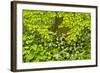 European Beech Tree (Fagus Sylvatica) and Undergrowth Including Wild Garlic, Hallerbos, Belgium-Biancarelli-Framed Photographic Print