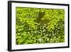 European Beech Tree (Fagus Sylvatica) and Undergrowth Including Wild Garlic, Hallerbos, Belgium-Biancarelli-Framed Photographic Print