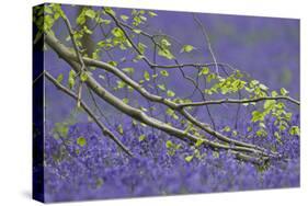 European Beech Tree (Fagus Sylvatica) Branch Above a Bluebell Carpet, Hallerbos, Belgium-Biancarelli-Stretched Canvas