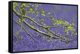 European Beech Tree (Fagus Sylvatica) Branch Above a Bluebell Carpet, Hallerbos, Belgium-Biancarelli-Framed Stretched Canvas