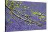 European Beech Tree (Fagus Sylvatica) Branch Above a Bluebell Carpet, Hallerbos, Belgium-Biancarelli-Stretched Canvas