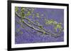 European Beech Tree (Fagus Sylvatica) Branch Above a Bluebell Carpet, Hallerbos, Belgium-Biancarelli-Framed Photographic Print