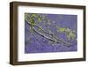 European Beech Tree (Fagus Sylvatica) Branch Above a Bluebell Carpet, Hallerbos, Belgium-Biancarelli-Framed Photographic Print