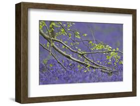 European Beech Tree (Fagus Sylvatica) Branch Above a Bluebell Carpet, Hallerbos, Belgium-Biancarelli-Framed Photographic Print