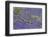 European Beech Tree (Fagus Sylvatica) Branch Above a Bluebell Carpet, Hallerbos, Belgium-Biancarelli-Framed Photographic Print