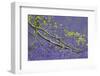 European Beech Tree (Fagus Sylvatica) Branch Above a Bluebell Carpet, Hallerbos, Belgium-Biancarelli-Framed Photographic Print