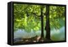 European Beech Tree(Fagus Sylvatica) by Lake with Wind Blowing Leaves, Morske Oko Reserve, Slovakia-Wothe-Framed Stretched Canvas