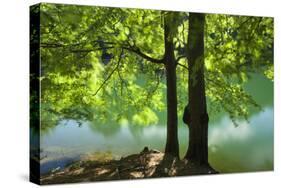 European Beech Tree(Fagus Sylvatica) by Lake with Wind Blowing Leaves, Morske Oko Reserve, Slovakia-Wothe-Stretched Canvas