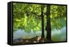 European Beech Tree(Fagus Sylvatica) by Lake with Wind Blowing Leaves, Morske Oko Reserve, Slovakia-Wothe-Framed Stretched Canvas